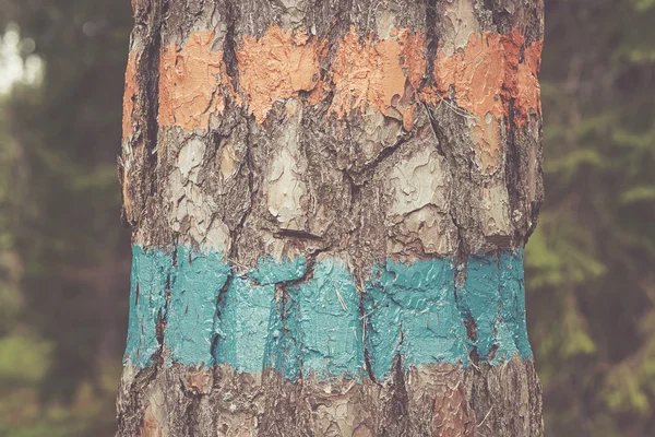 Marqueur de sentier orange et bleu sur l'arbre — Photo