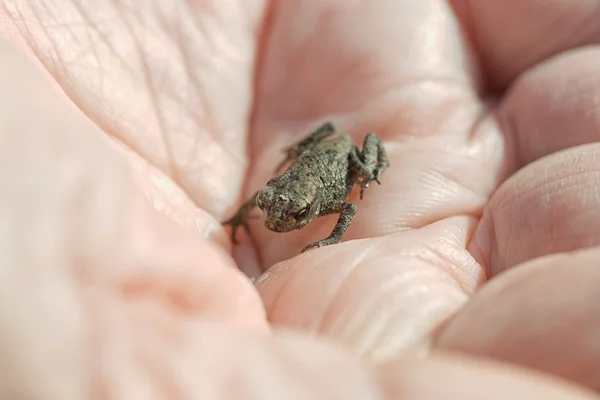 La rana pequeña joven en las manos de la persona durante el verano — Foto de Stock