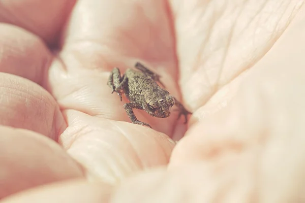 La rana pequeña joven en las manos de la persona durante el verano — Foto de Stock