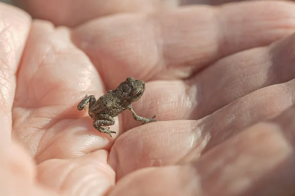 夏の間に人の手で小さな小さなカエル — ストック写真