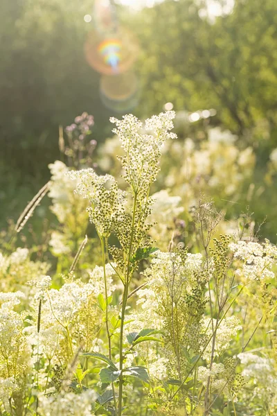 Meadowsweet flowers or Filipendula ulmaria — Stock Photo, Image