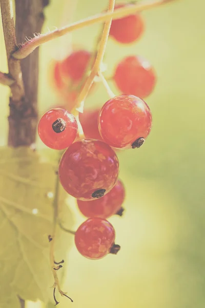Rode aalbessen in een vrucht tuin — Stockfoto