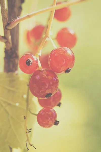 Red currants in a fruit garden — Stock Photo, Image