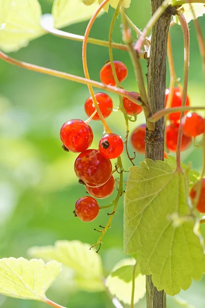 Red currant berries closeup — Stock Photo, Image
