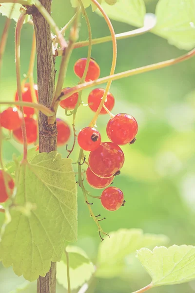 Red currant berries closeup — Stock Photo, Image