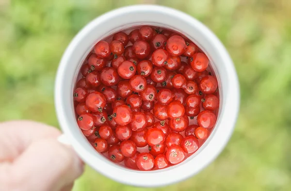 Röda vinbär i en vit kopp med en person som innehar — Stockfoto