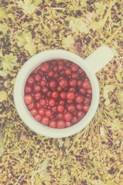 Sommerbeeren rote Johannisbeeren auf grünem Gras — Stockfoto