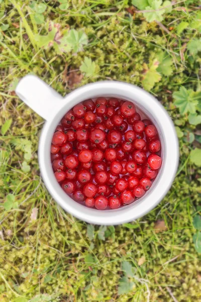 Sommerbeeren rote Johannisbeeren auf grünem Gras — Stockfoto