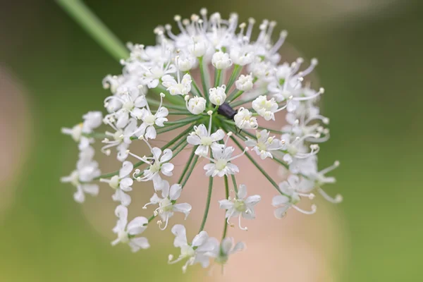 Cow parsley close up with green background — Zdjęcie stockowe