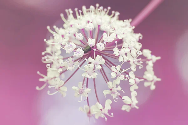 Cow parsley close up with pink background — Φωτογραφία Αρχείου