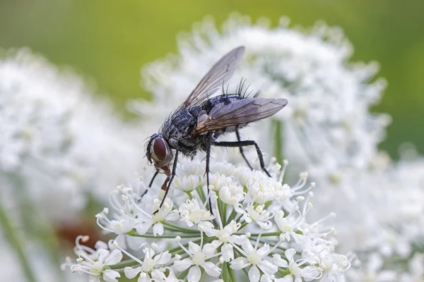 Casa mosca sentado en una flor de perejil de vaca blanca —  Fotos de Stock