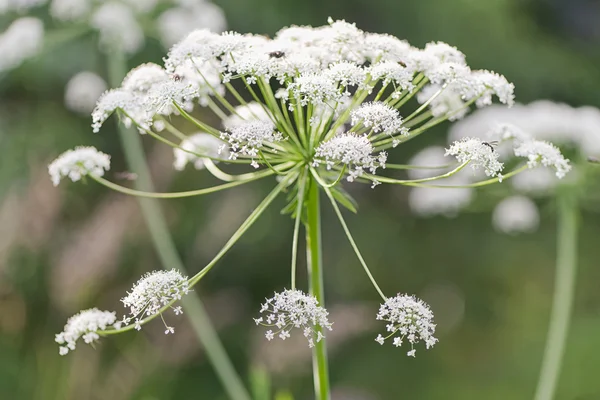 Close up of a Cow parsley flower — Stock Photo, Image