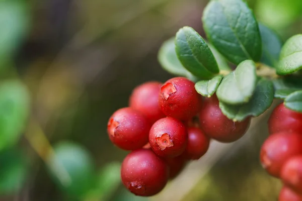 Lingon berries closeup in a cluster red and ripe — Stok fotoğraf
