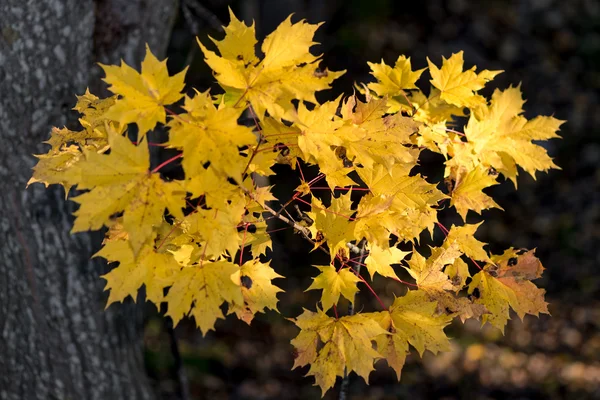 Barevné clusteru maple leafs během podzimu na slunci — Stock fotografie