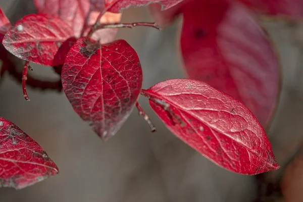 Rote Blätter mit toller Konsistenz in Nahaufnahme im Herbst — Stockfoto