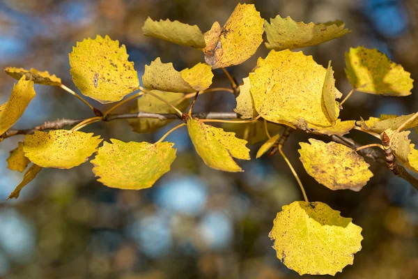 Aspen during autumn in yellow color, closeup — Stock Photo, Image