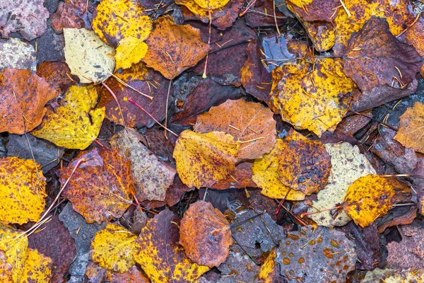 Hojas de álamo húmedo colorido caído en el otoño —  Fotos de Stock