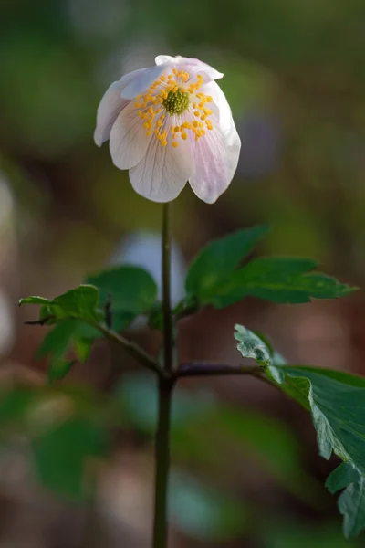 Flor branca (Anemone nemorosa) durante a madrugada — Fotografia de Stock