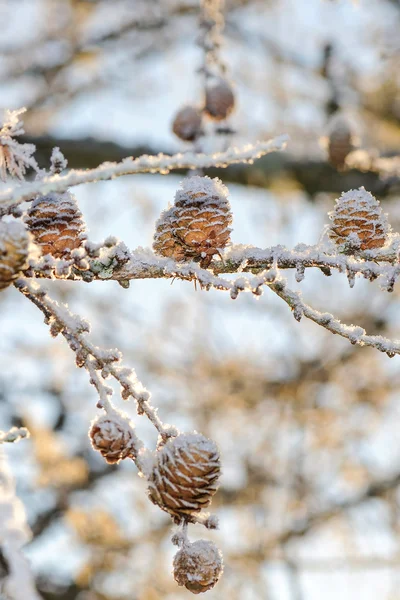 Acorns of the larch tree in backlight during winter — Stock Photo, Image