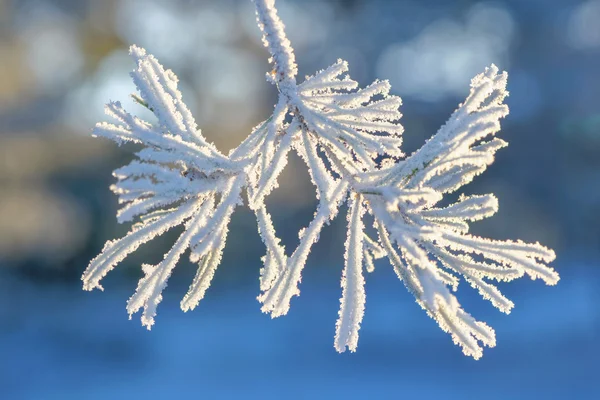 Fir needles covered in frost during winter — Stock Photo, Image