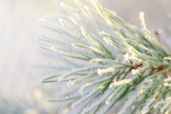 Primer plano de una ramita de abeto verde helada durante el invierno y la luz del sol — Foto de Stock