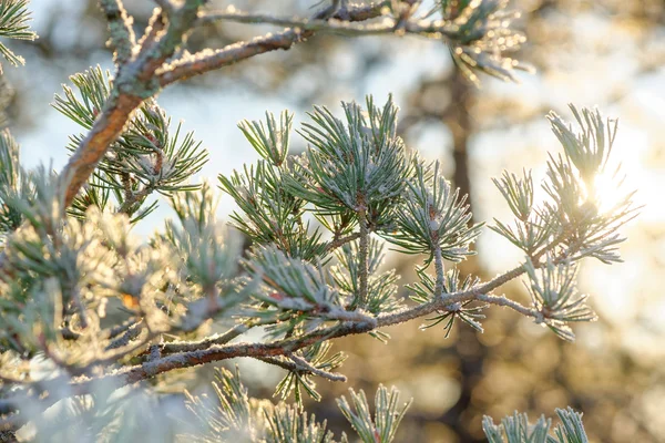 Sunlight thru spruce branch covered in frost during a cold winte — Stock Photo, Image