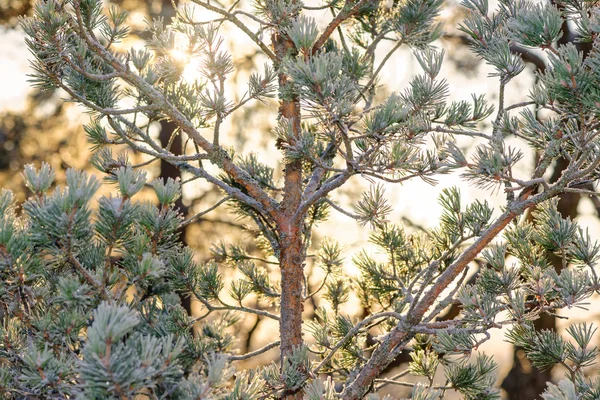 Солнечный свет сквозь елки покрытые морозом в холодную зиму — стоковое фото
