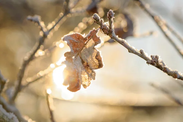 Frozen oak leaf in sunlight during a cold winter day — Stock Photo, Image