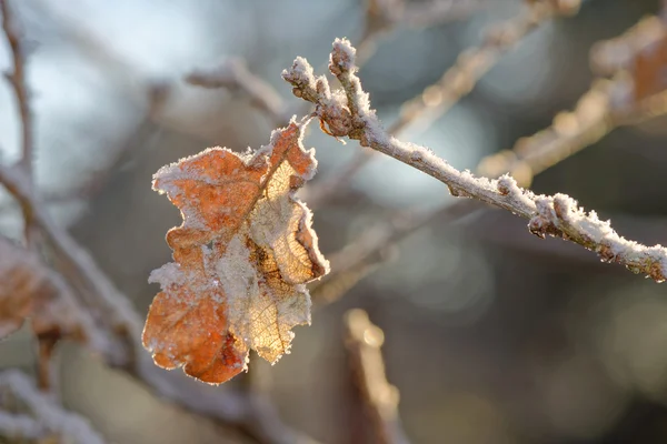 Frozen oak leaf in sunlight during a cold winter day — Stock Photo, Image