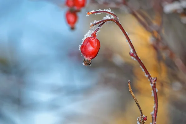 Rosa canina durante una fredda giornata invernale con cielo blu — Foto Stock