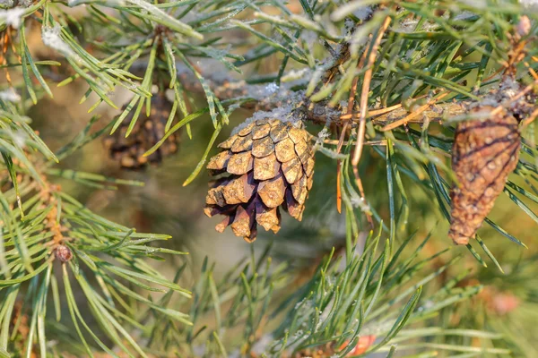 Brindille d'épinette givrée avec un cône en hiver et la lumière du soleil — Photo