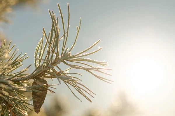 Frosty spruce twig with a cone during winter and sunlight — Stock Photo, Image