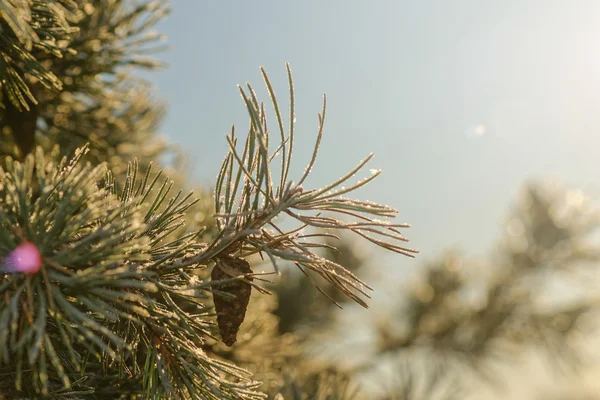 Brindille d'épinette givrée avec un cône en hiver et la lumière du soleil — Photo