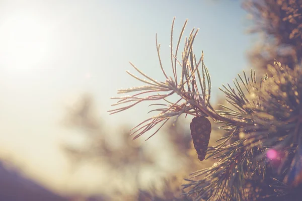 Galho de abeto gelado com um cone durante o inverno e a luz solar — Fotografia de Stock