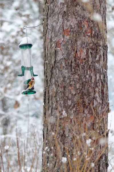 ゴールドフィンチ birdfeeder で食べる — ストック写真