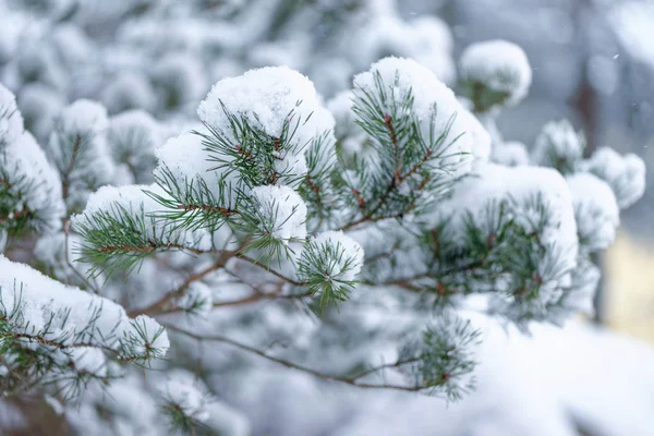 Snow covered branches of evergreen trees