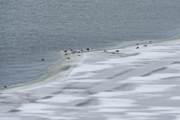 Goélands marins sur le bord de la glace pendant une journée froide — Photo