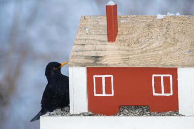 Ayçiçeği se yeme kırmızı kuş besleyici şirketten oturan siyah kuş