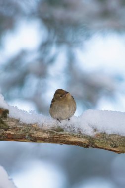 İspinoz karla kaplı dalda kış aylarında tünemiş.