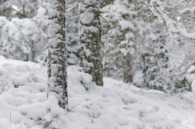 Bir soğuk kış günü sırasında beyaz karla kaplı orman