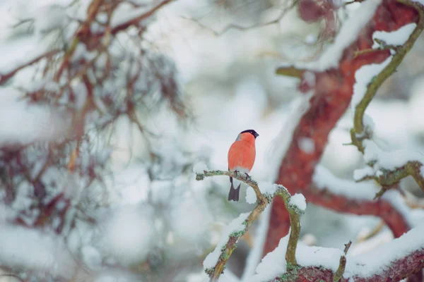 Gimpel sitzt im Winter auf schneebedecktem Ast — Stockfoto