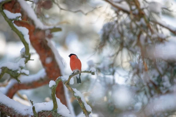 Bullfinch sentado no ramo coberto de neve durante a temporada de inverno — Fotografia de Stock