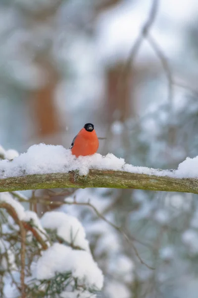 Bullfinch sitting on snow covered branch during winter season — Stock Photo, Image
