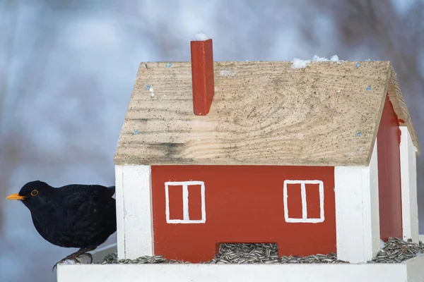 Blackbird sentado em uma casa alimentador pássaro vermelho comendo girassol se — Fotografia de Stock