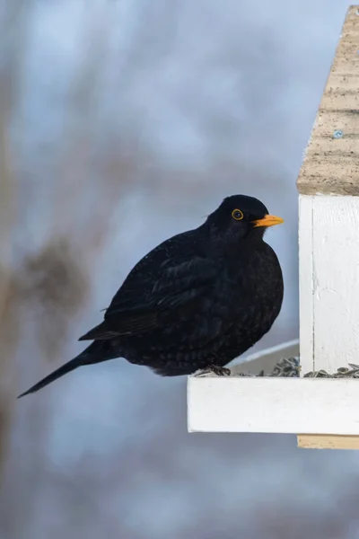 Blackbird sitting on a red bird feeder house eating sunflower se — Stock Photo, Image