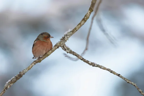 Bofink uppflugna på en gren under vintern — Stockfoto
