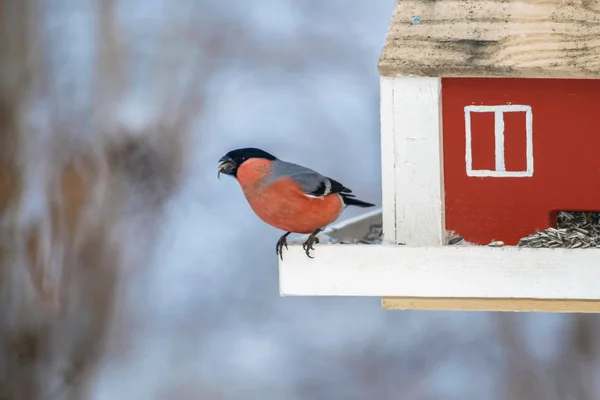 Gimpel frisst im Winter an rotem Vogelfutterhäuschen — Stockfoto