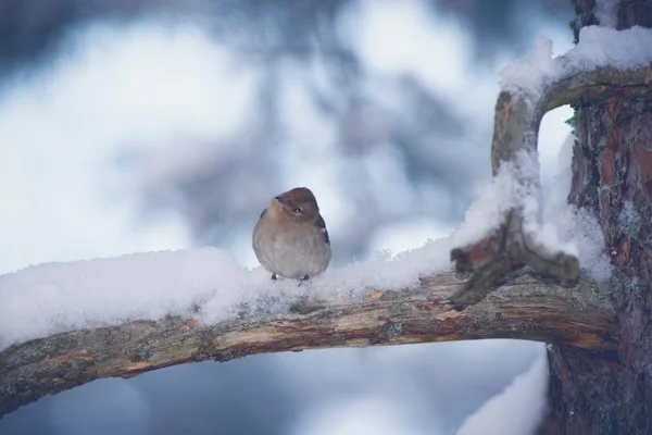 Chaffinch empoleirado em um ramo coberto de neve durante o inverno — Fotografia de Stock