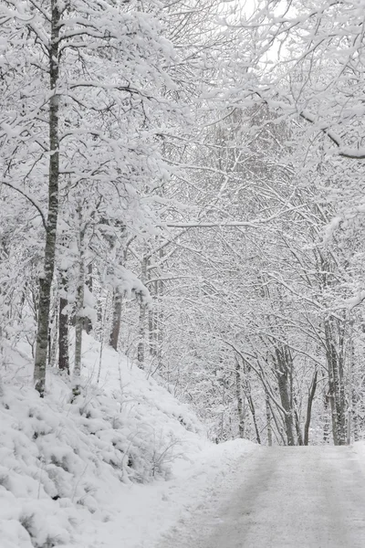 Lesní roadcovered v bílém sněhu, během chladného zimního dne — Stock fotografie