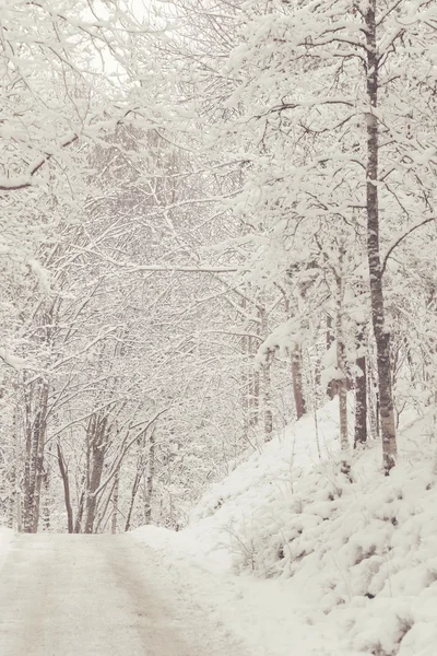 Lesní roadcovered v bílém sněhu, během chladného zimního dne — Stock fotografie